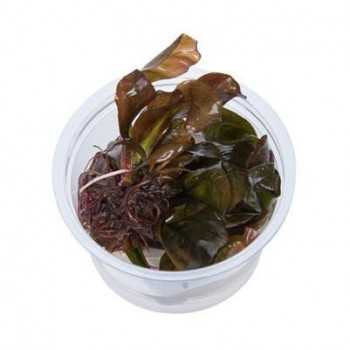 Echinodorus kidneys in cup - Aquaflora