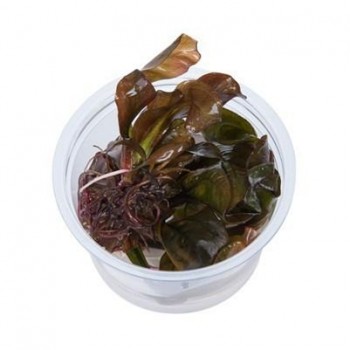 Rendeaux d'échinodorus en coupe - Aquaflora