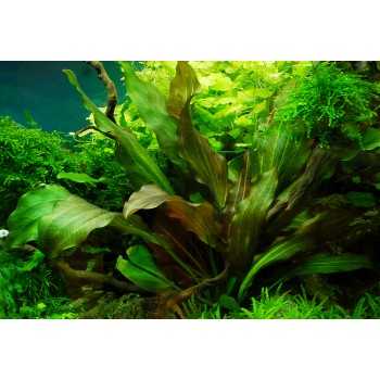 Echinodorus kidneys in cup - Aquaflora 2