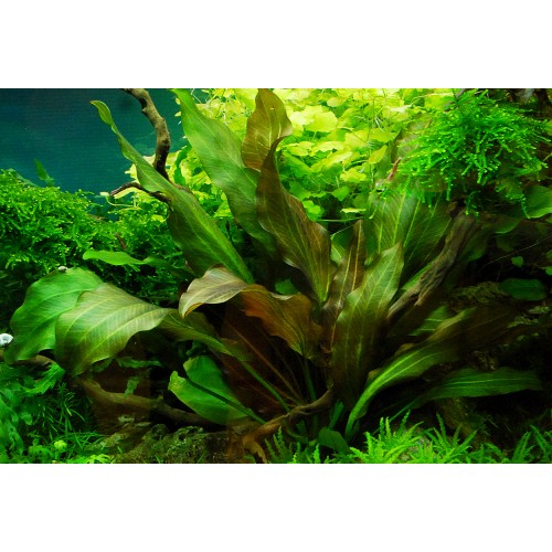 Rendeaux d'échinodorus en coupe - Aquaflora