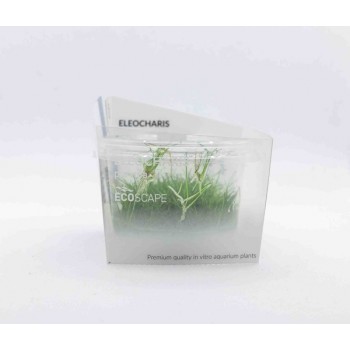 Eleocaris Parvula en coupe - Aquaflora