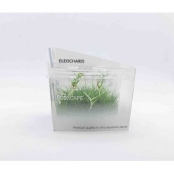 Eleocaris Parvula en coupe - Aquaflora