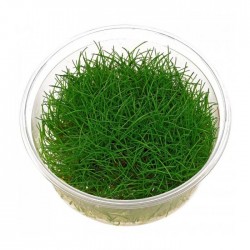 Eleocharis parvula in cup - Aquaflora