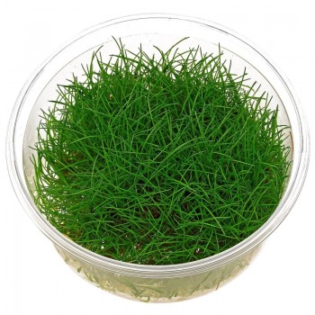 Elecharis sp. 'Minimum' en coupe - Aquaflora