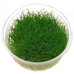 Elecharis sp. 'Minimum' in cup - Aquaflora
