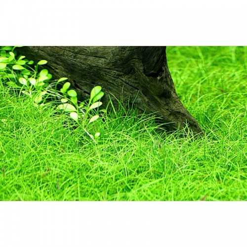 Elecharis sp. 'Minimum' in cup - Aquaflora
