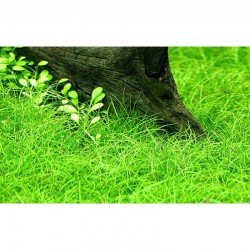 Elecharis sp. 'Minimum' in cup - Aquaflora
