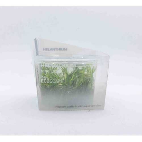 Helanthium tenelum in cup - Aquaflora