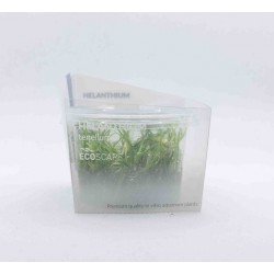 Helanthium tenelum in cup - Aquaflora