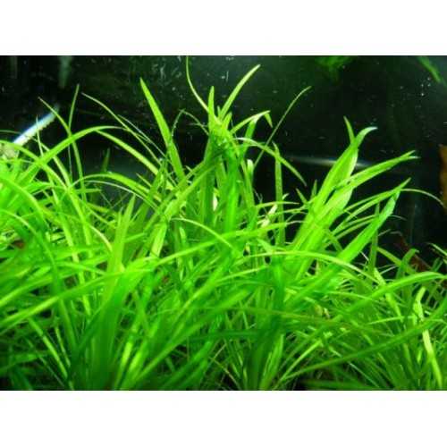 Helanthium tenelum in cup - Aquaflora