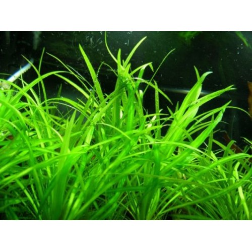 Tenelum hélandre en coupe - Aquaflora