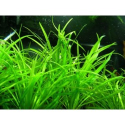 Helanthium tenellum in cup - Aquaflora