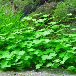 Hydrocotyle sp. 'Japon' en coupe - Aquaflora