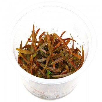 Hygrophila lancea sp. Araguaia en coupe - Aquaflora