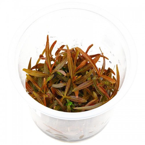 Hygrophila lancea sp. Araguaia en coupe -...