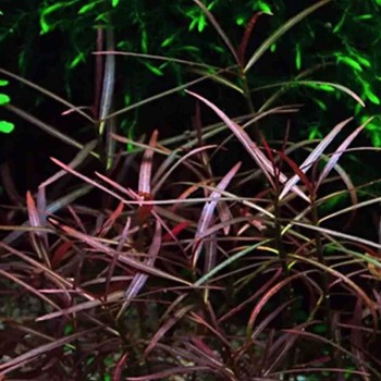 Hygrophila lancea sp. Araguaia en coupe - Aquaflora 2