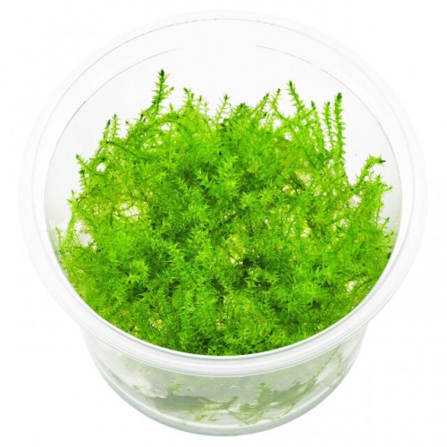 Leptodictyum riparium (stringy moss) in cup - Aquaflora