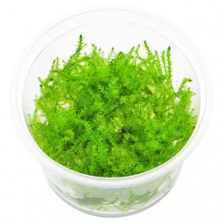 Riparium de leptodicdiction (mousse filante) en coupe - Aquaflora
