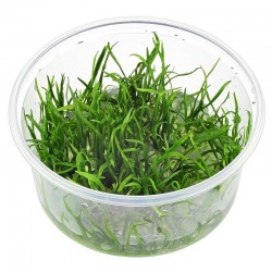 Lilaeopsis Brasiliensis en coupe - Aquaflora