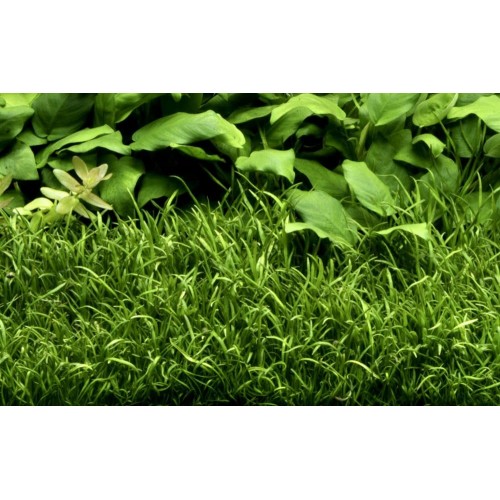 Lilaeopsis brasiliensis in cup - Aquaflora