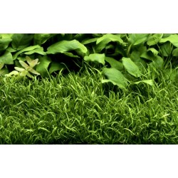 Lilaeopsis brasiliensis in cup - Aquaflora