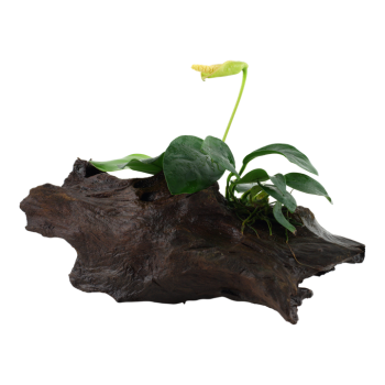 Anubias Bétones var. Nana sur bois - Tropica