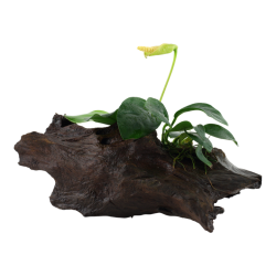 Anubias barteri var. dwarf on wood - Tropica