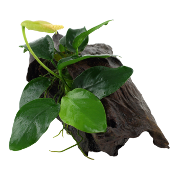 Anubias Bétones var. Nana sur bois - Tropica 2