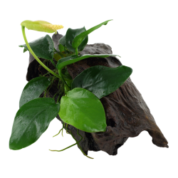 Anubias Barters Var. Nana on wood - Tropica