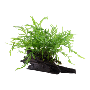 Bolbittis heudelotii sur bois - Tropica