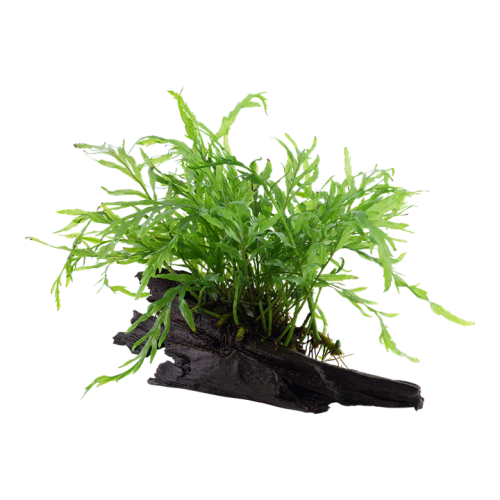 Bolbittis heudelotii sur bois - Tropica