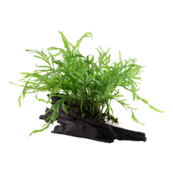 Bolbitis heudelotii su legno - Tropica