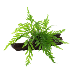 Bolbittis heudelotii sur bois - Tropica