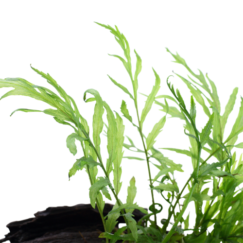 Bolbitis heudelotii on wood - Tropica