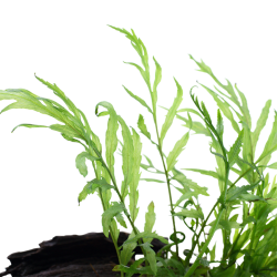 Bolbittis heudelotii sur bois - Tropica