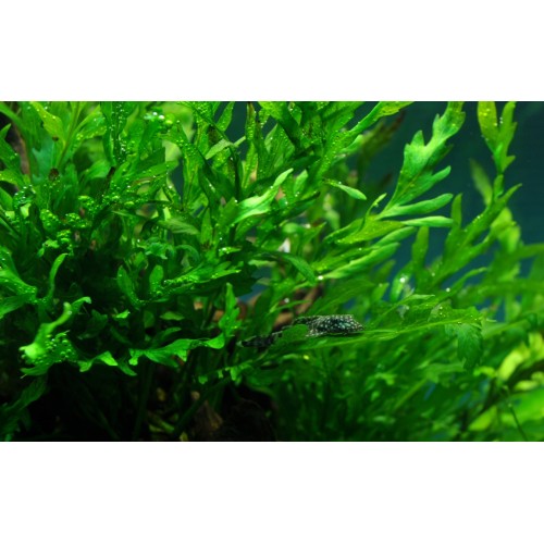 Bolbittis heudelotii sur bois - Tropica