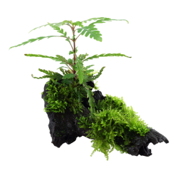 Hygrophila pinnatinida et mousse sur bois - Tropica