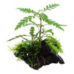 Hygrophila pinnatifida and moss on wood - Tropica