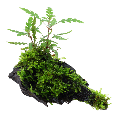 Hygrophila pinnatinida et mousse sur bois -...