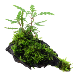 Hygrophila pinnatifida and moss on wood - Tropica