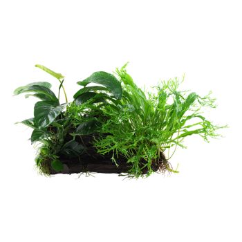 Microsorum - Anubias Duo sur bois xl - Tropica