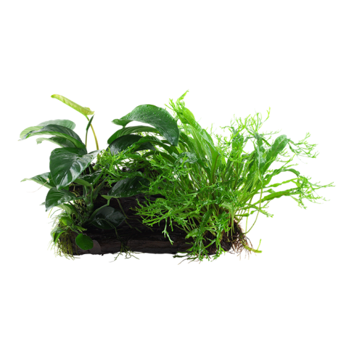 Microsorum - Anubias Duo sur bois xl - Tropica