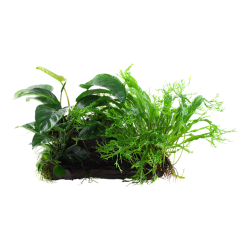Microsorum - Anubias Duet on wood XL - Tropica
