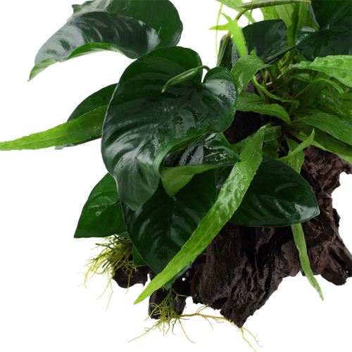 Microsorum - Anubias Duet on wood XL - Tropica