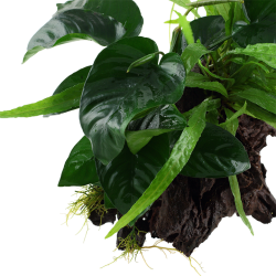 Microsorum - Anubias Duet on wood XL - Tropica