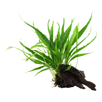 Microsorum pteropus su legno - Tropica