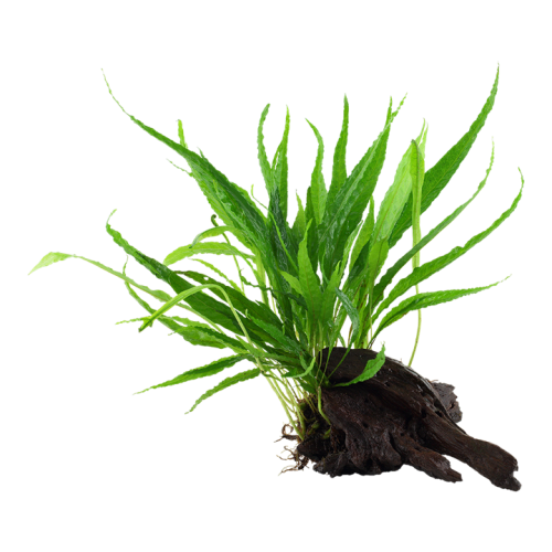 Pteropus microsorum on wood - Tropica