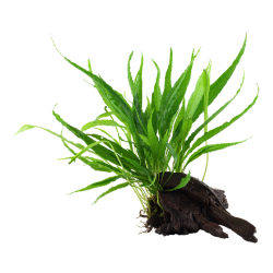 Pteropus microsorum sur bois - Tropica