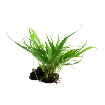 Pteropus microsorum on wood - Tropica 2