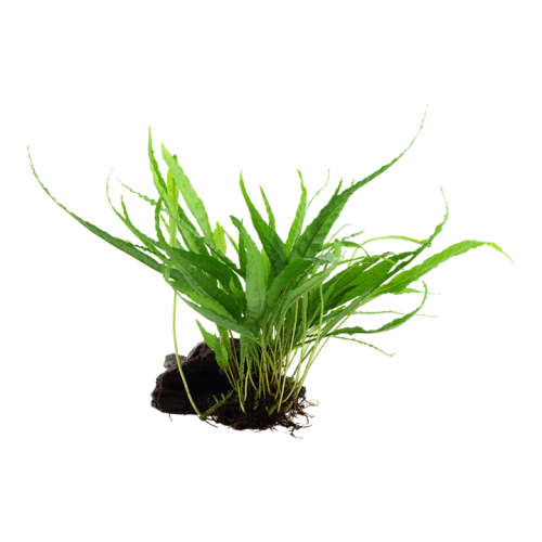 Microsorum pteropus su legno - Tropica